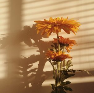 Your Sunflower, Sunny